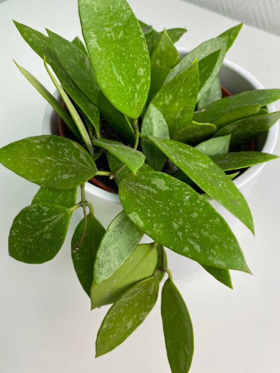 Хойя Грацилис ⌀12 20 см 