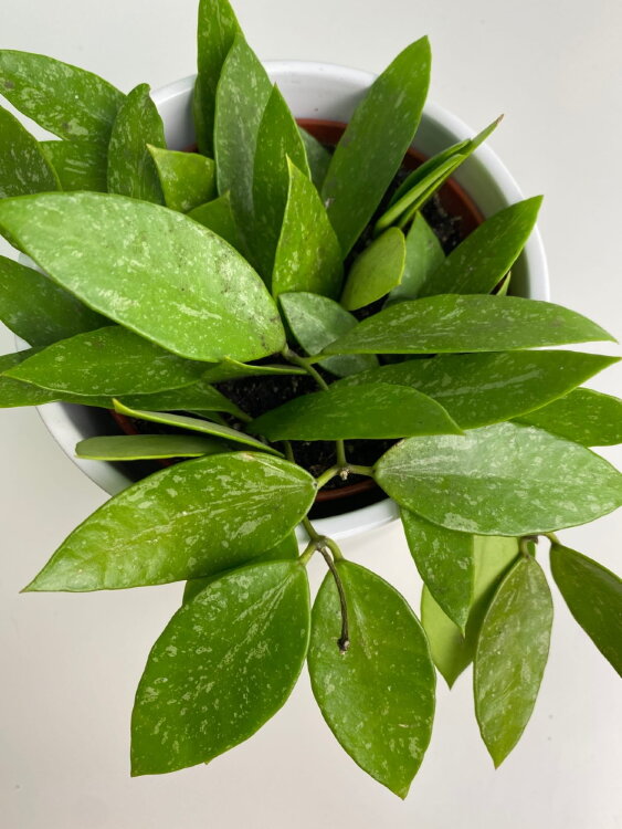 Хойя Грацилис ⌀12 20 см 