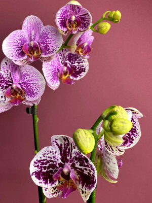 Орхидея Фаленопсис мутация (2 в 1) 2 ст