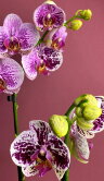 Орхидея Фаленопсис мутация (2 в 1) 2 ст 