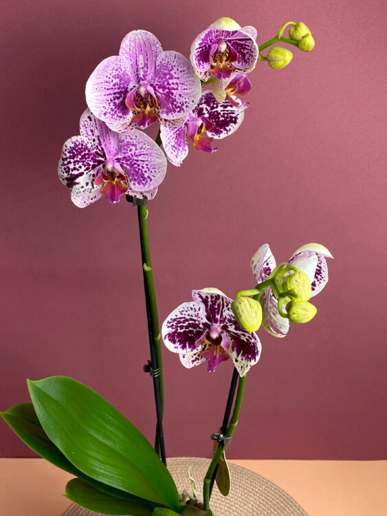 Орхидея Фаленопсис мутация (2 в 1) 2 ст 