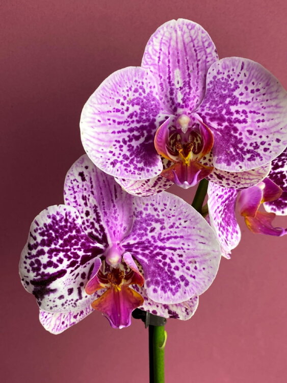 Орхидея Фаленопсис мутация (2 в 1) 2 ст 