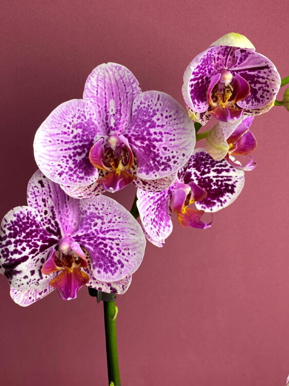 Орхидея Фаленопсис мутация (2 в 1) 2 ст 