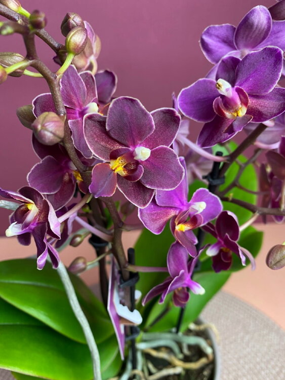 Орхидея Мультифлора Темпл 