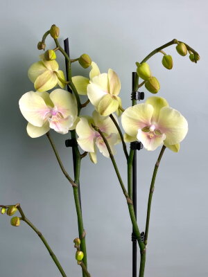 Орхидея Фаленопсис жёлтая Биг Лип 2 ст