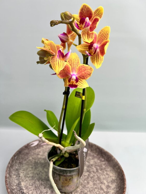Орхидея Фаленопсис мини Инди ⌀6 20 см 