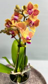 Орхидея Фаленопсис мини Инди 