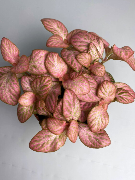 Фиттония розовая Баббл Пинк ⌀8 