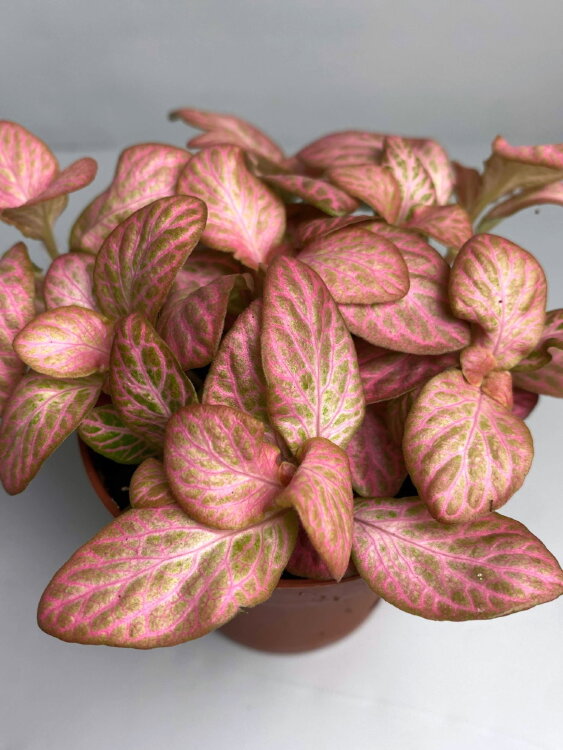 Фиттония розовая Баббл Пинк ⌀8 