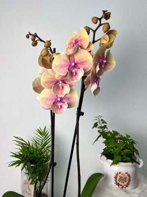Орхидеи фаленопсис с яркими прожилками купить в Москве в интернет-магазине  Bloom Story с доставкой