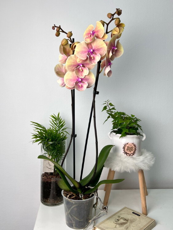 Орхидея Фаленопсис Фангмей Рейнбоу Биг Лип 2 ст 