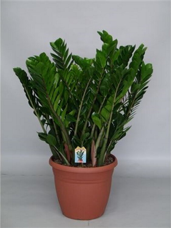 Замиокулькас ⌀37 70 см 