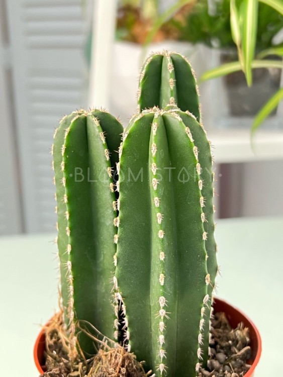 Пахицереус Маргинатус ⌀8 