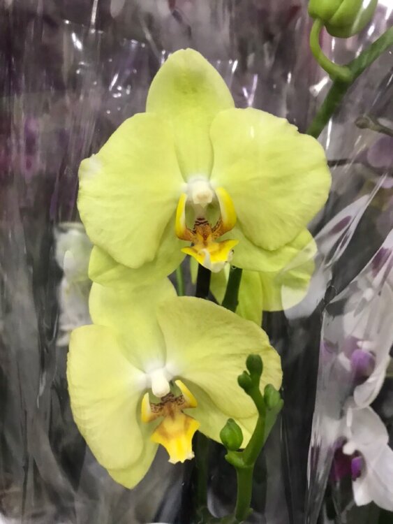 Орхидея Фаленопсис лимонная 1 ст 