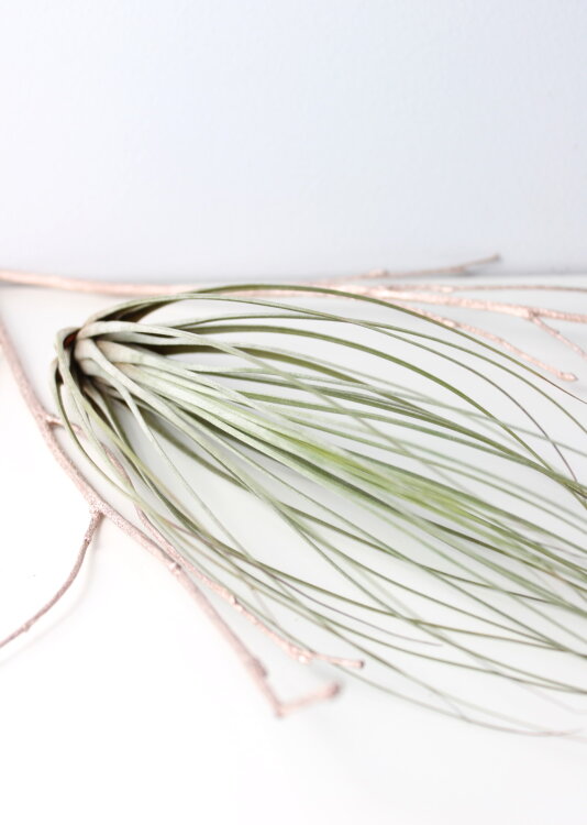 Тилландсия Джунсеа 12-15 см 