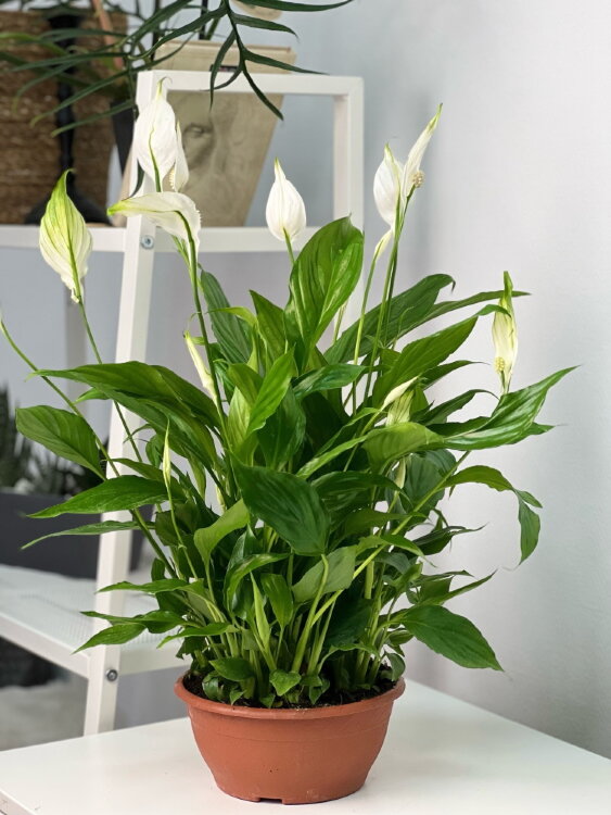 Спатифиллум Шопен в широкой плошке ⌀17 35 см 