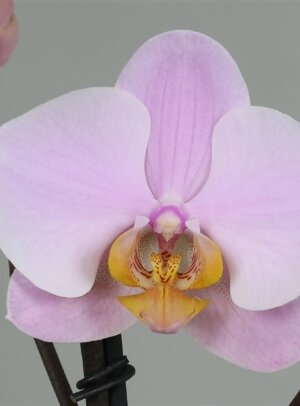 Орхидея Фаленопсис Салинас 2 ст