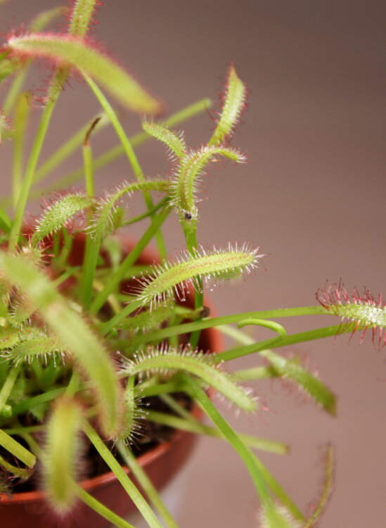 Росянка капская