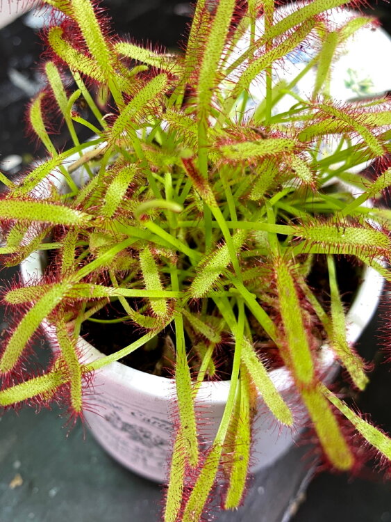 Росянка капская