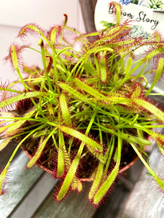 Росянка капская