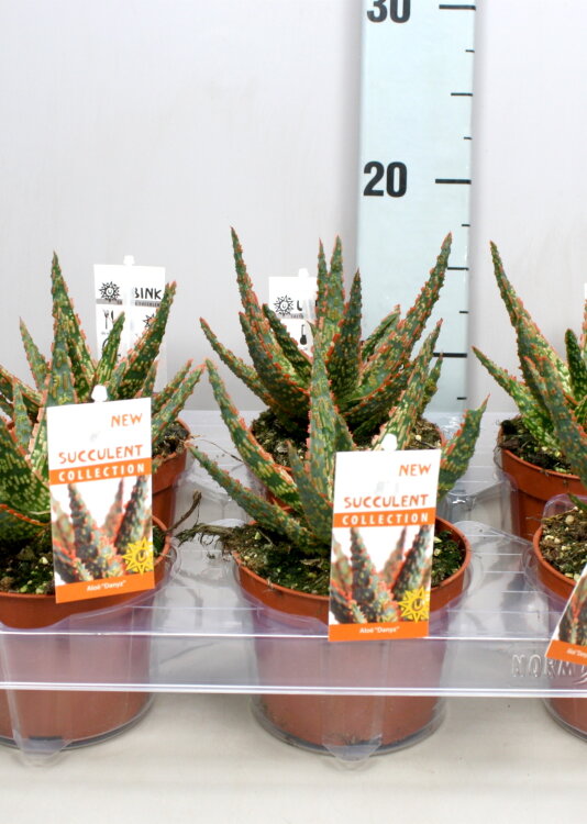 Алоэ Денниз ⌀5  