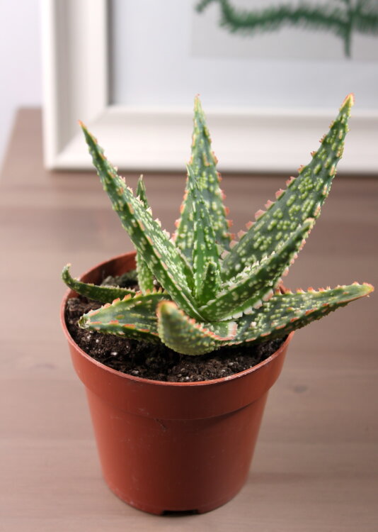 Алоэ Денниз ⌀5  