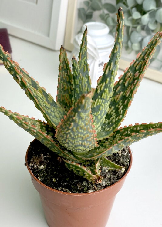 Алоэ Денниз ⌀5  