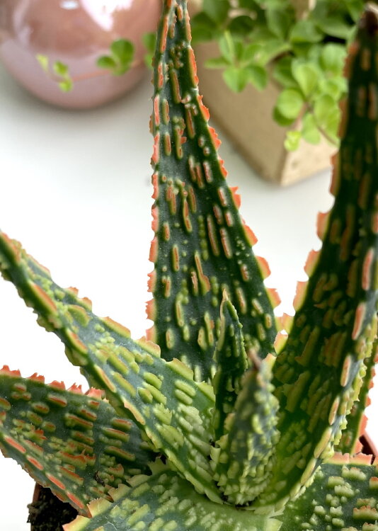 Алоэ Денниз ⌀5  