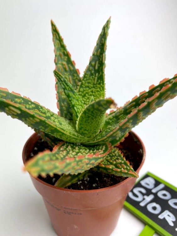 Алоэ Денниз ⌀5  