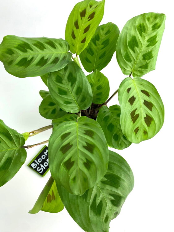 Маранта Керховена ⌀12 25 см  Маранта Керховена ⌀12 25 см