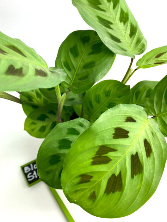 Маранта Керховена ⌀12 25 см  Маранта Керховена ⌀12 25 см