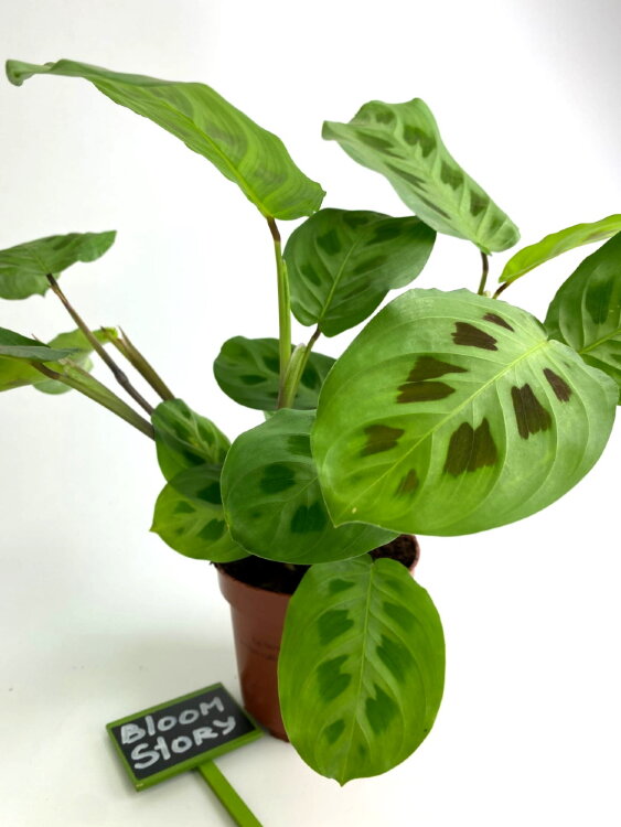 Маранта Керховена ⌀12 25 см  Маранта Керховена ⌀12 25 см