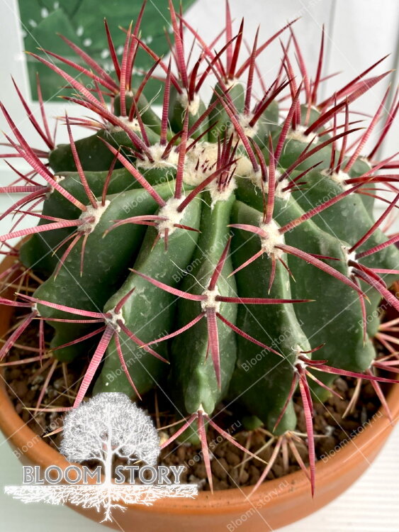 Ферокактус в керамике ⌀15 