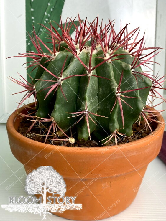 Ферокактус в керамике ⌀15 