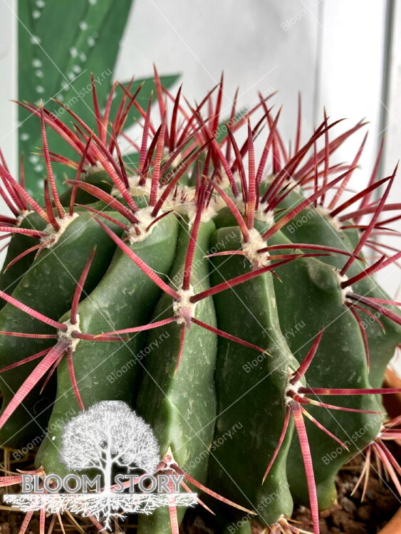 Ферокактус в керамике ⌀15 