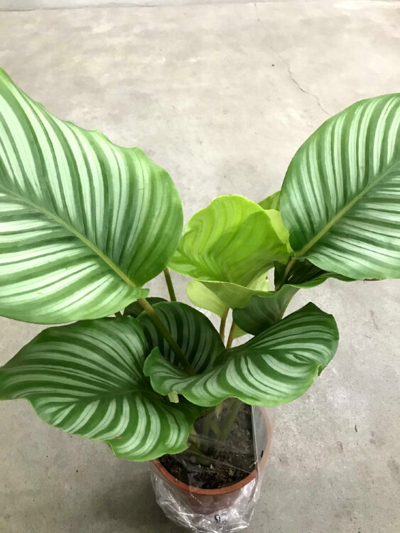 Калатея Орбифолия ⌀19 80 см 