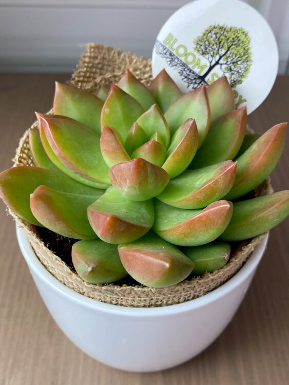 Седум Адольфа ⌀8 