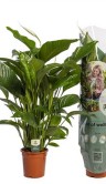 Спатифиллум Свит Лауретта ⌀21 90 см 