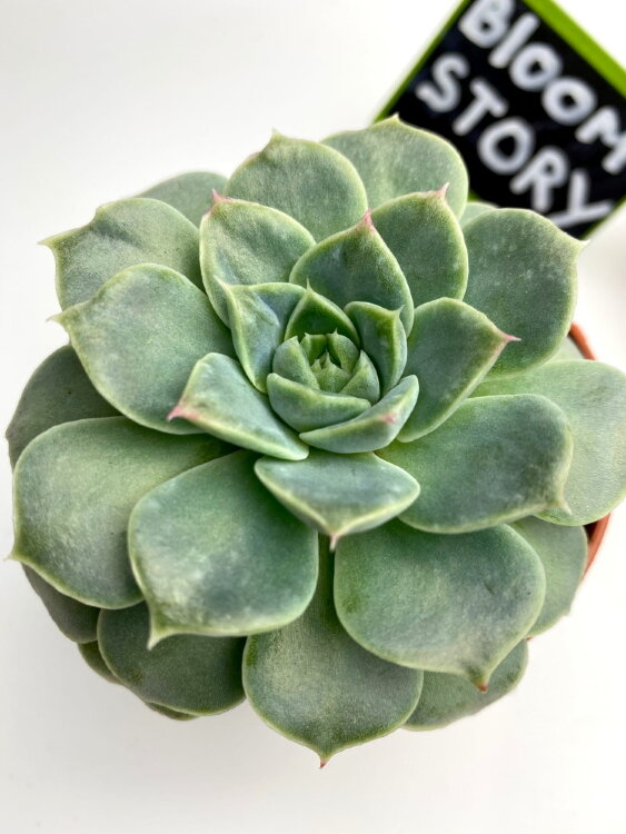 Эхеверия Хиалина ⌀8  Эхеверия Хиалина ⌀8