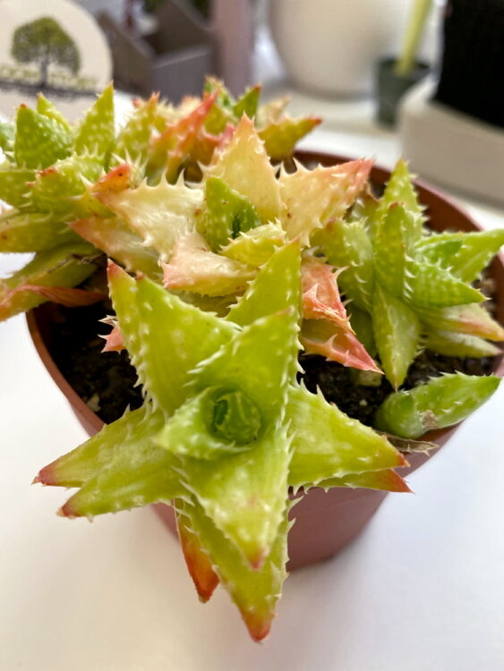 Алоэ Скуарроса Рейнбоу ⌀10 