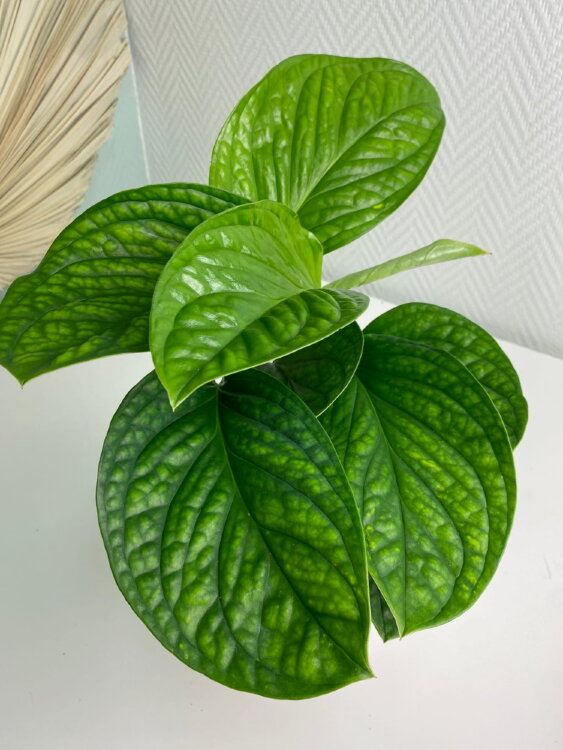 Монстера Пиннатипартита ⌀12 35 см  Монстера Пиннатипартита ⌀12 35 см