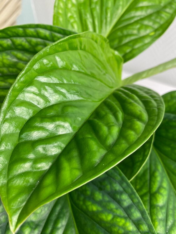 Монстера Пиннатипартита ⌀12 35 см  Монстера Пиннатипартита ⌀12 35 см