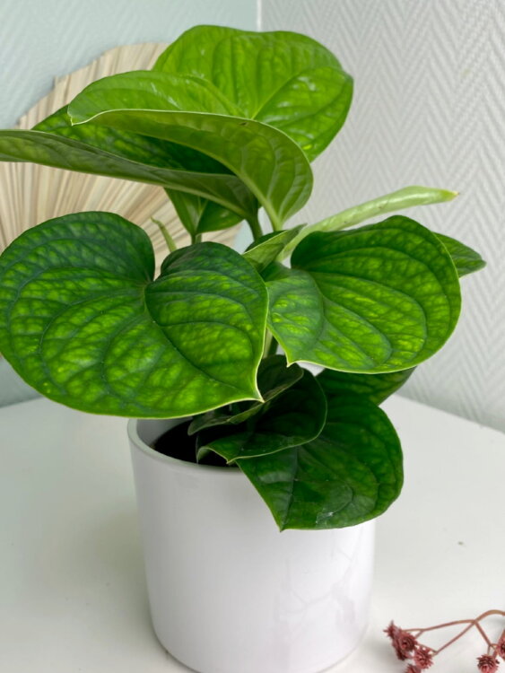 Монстера Пиннатипартита ⌀12 35 см  Монстера Пиннатипартита ⌀12 35 см