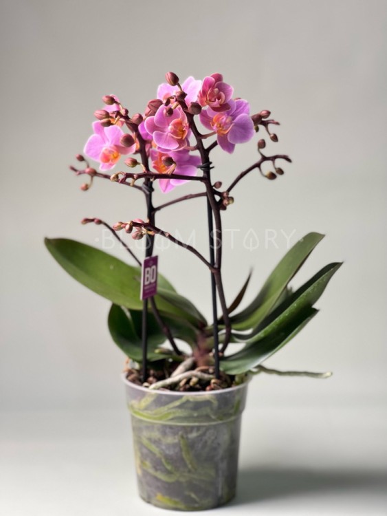 Орхидея Мультифлора Амаглад ⌀12 40 см 