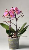 Орхидея Мультифлора Амаглад ⌀12 40 см 