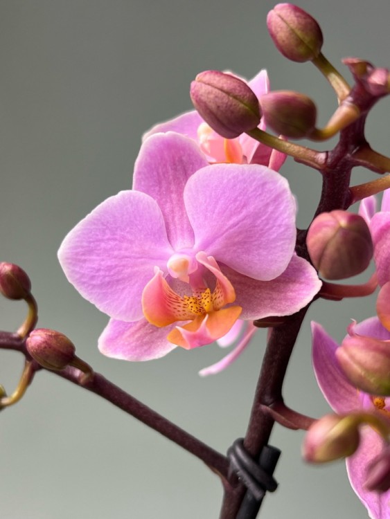 Орхидея Мультифлора Амаглад ⌀12 40 см 