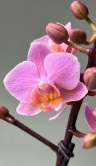 Орхидея Мультифлора Амаглад ⌀12 40 см 
