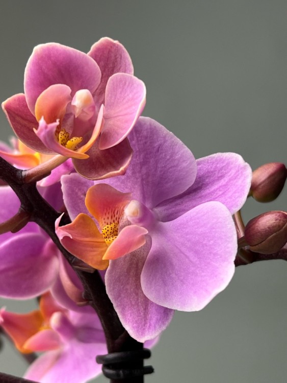 Орхидея Мультифлора Амаглад ⌀12 40 см 