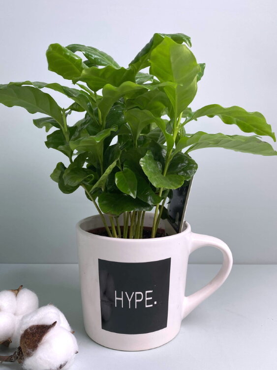 Кофе арабика в большой кружке 