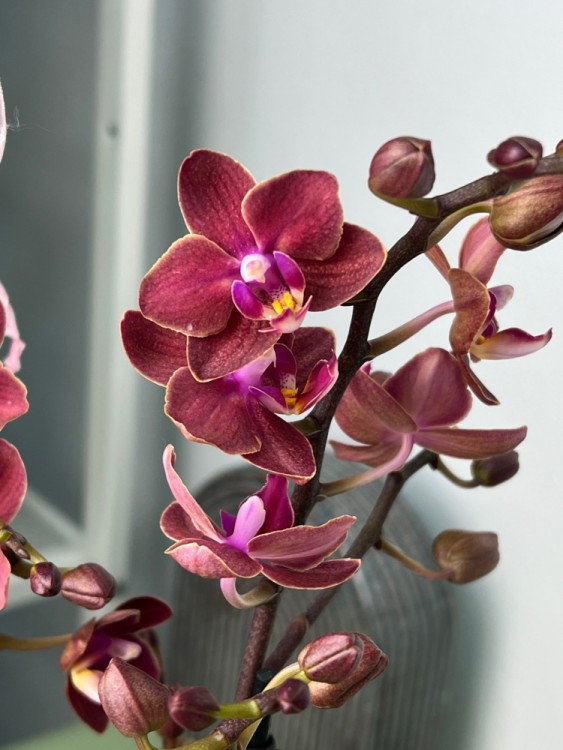 Орхидея Мультифлора Экзотика (Арома)  ⌀12 40 см 